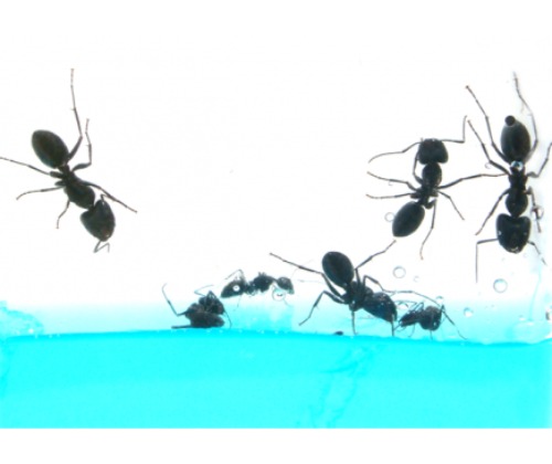 개미사육키트(개미12마리)