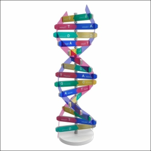 DNA 입체 모형 만들기 10인용