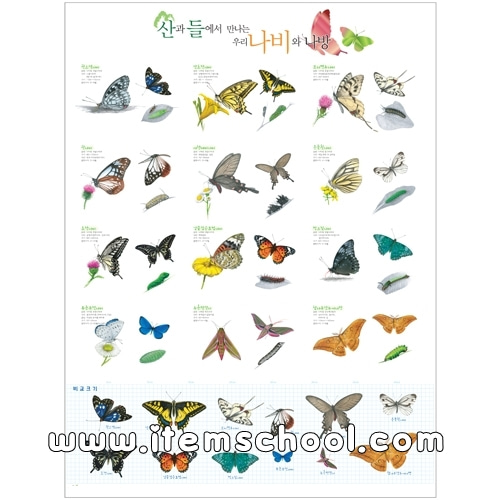 산과들에서 만나는 우리 나비와나방 포스터