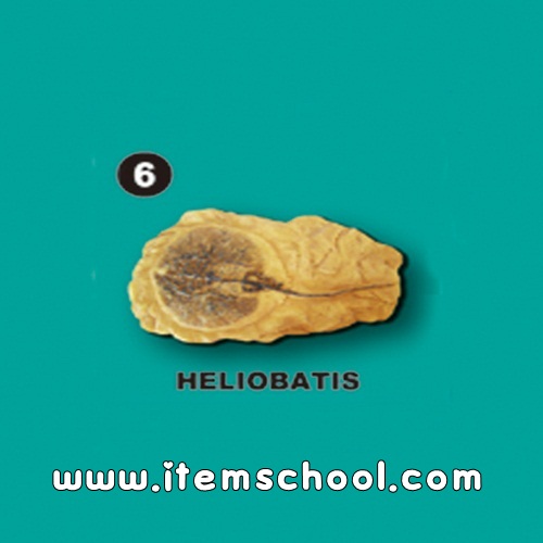 [수중생물화석발굴] 헬리오바티스 [SA6]