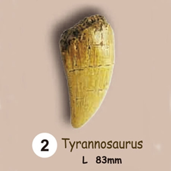 이빨화석발굴 - 티라노사우루스 Tyrannosaurus [TF2]